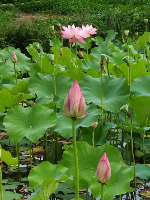 宜宾这里20000㎡彩色向日葵花海盛开,还有一池荷花绽放