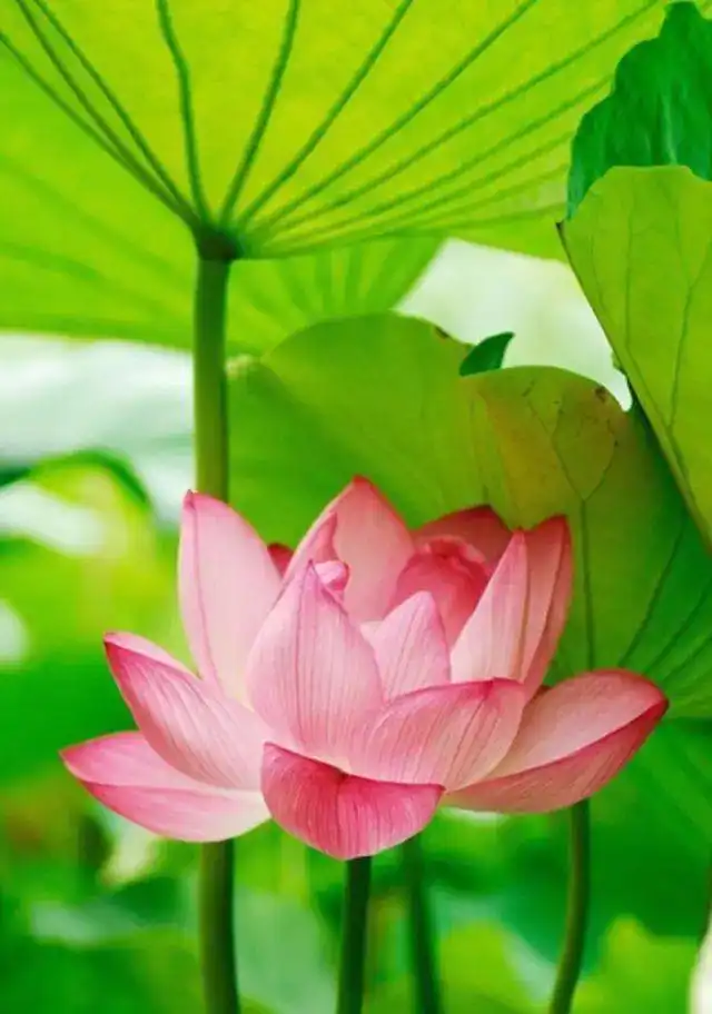 佛家四大吉花见花保吉祥