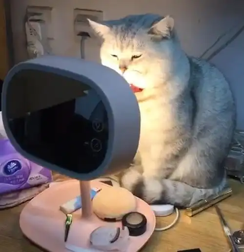 一只通过化妆镜来取暖的猫咪,猫我还以为是小太阳呢