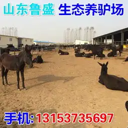 哈尔滨市出售毛驴-黄页88网