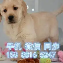 宁波萌宠乐园金牌商家
