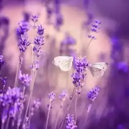 世界上10种最凄美的花荼蘼花彼岸花虞美人双生花