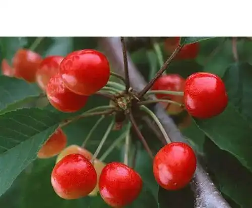 每年此时,莱州就会出现这种令人痴迷的东西但好光景却在5月份