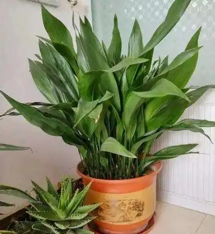 这些植物界里最耐养的植物,不信你都能养死