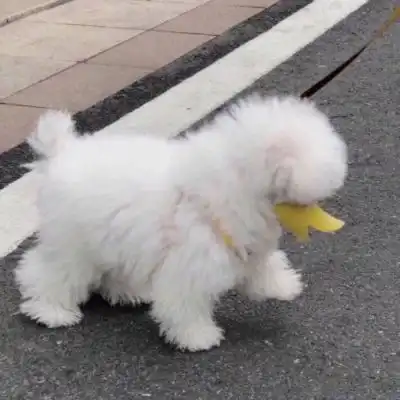 夏子衿萌宠头像