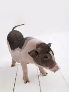 猪脊椎动物哺乳动物家畜