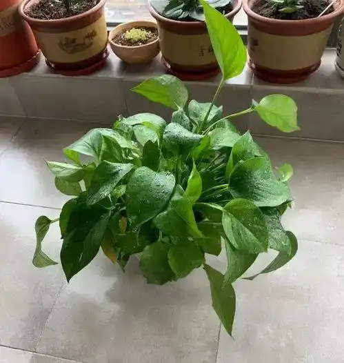 植物界最便宜绿植,3块钱一盆,它就是绿萝,南方养护最合适