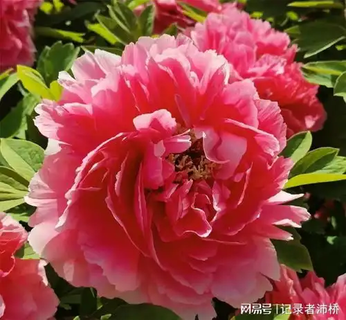 牡丹花城洛阳古都的精神寄托