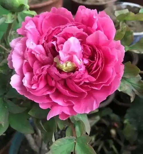 牡丹花怎样盆栽记住这3点,花大色艳,植株旺盛