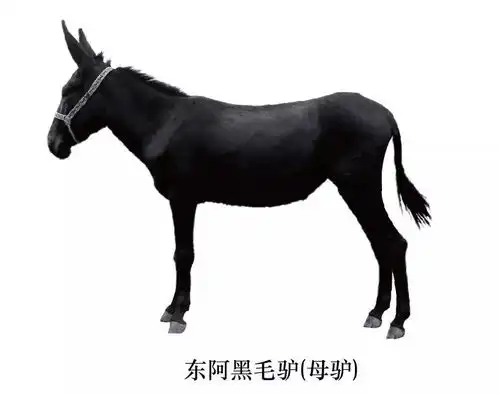 户口是这个地方的聊城人有福了刚接到通知,即将迎来逆天发展