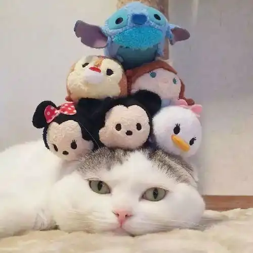 一只猫咪和几十只迪士尼玩偶,这样的画风你见过吗