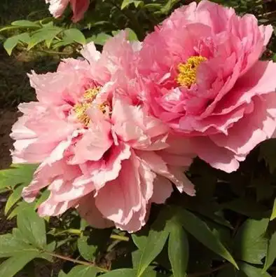 3月中旬开始,4属相时来运转,事业风生水起,生活更上一层楼