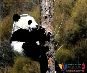 春日卖萌第一还得是国宝大熊猫宝宝