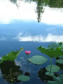 秀荷花