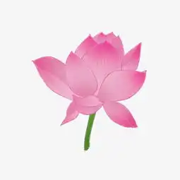 手绘粉色的莲花插画图片素材其他格式下载动漫人物大全