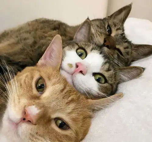 猫咪的社交行为有哪些铲屎官看看,你家猫咪把你纳入社交圈了吗