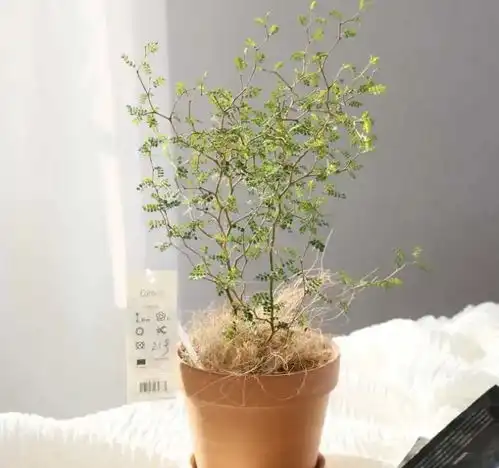 这种绿植堪称客厅小森林高颜值,超耐活,看一眼就清凉