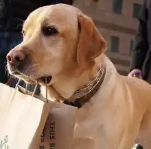 家中养犬,请一定做好这些事,否则没收犬只,罚款千元许可