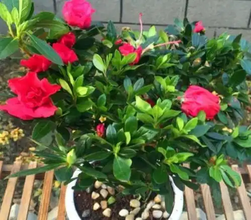 家养3种旺运花,吉祥又喜庆,五颜六色美成花海