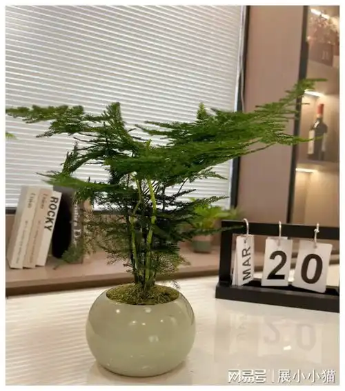 江西一住户,因文竹客厅走红,用9年养成参天大树,好壮观