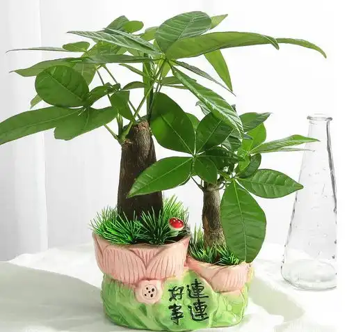 发财树花语