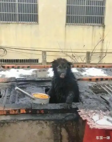 从不养野生动物,家里却出现野猪,看清后,哈哈哈这还是我的二哈