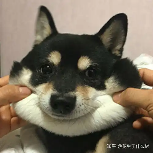 有哪些有趣沙雕的情侣网名