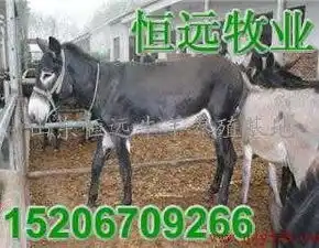 乌兰察布牛羊驴养殖基地供西门塔尔牛改良波尔山羊小尾寒羊德州驴关中驴佳米驴
