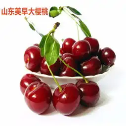 鲜甜多汁山东美早大樱桃果园现摘现发