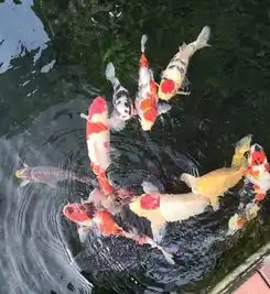 中秋将至,如何做到水清鲤悦呢