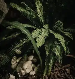 有一种美好,是为你盛装而来
