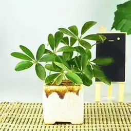 武汉妹子整理的绿植花卉大全以后养花不怕不认得了