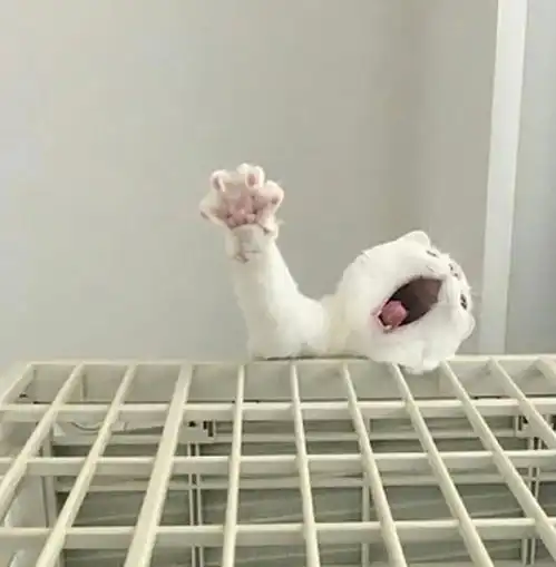 铲屎官笔下的猫咪是什么样子的这组图片把我看乐了