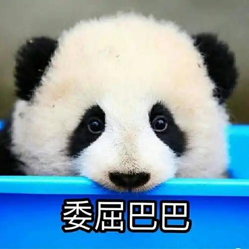 本宝宝