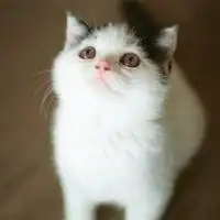 微信头像小猫咪萌翻了的小猫嘛真可爱