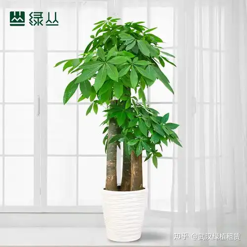 商场适宜哪些绿植及其具备的好处武汉植物租赁