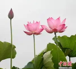 安徽歙县棠樾荷花添美景