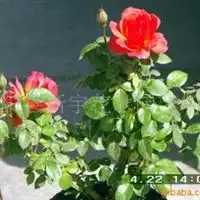 花卉,苗木,绿化工程江苏沭阳县新宇花木园艺场产品供应第3页