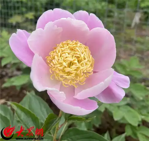 田里拆盲盒看菏泽学院教师让牡丹芍药开出新花样