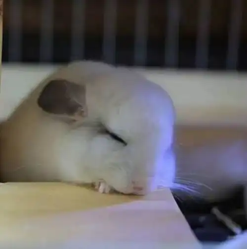 萌萌哒龙猫来了