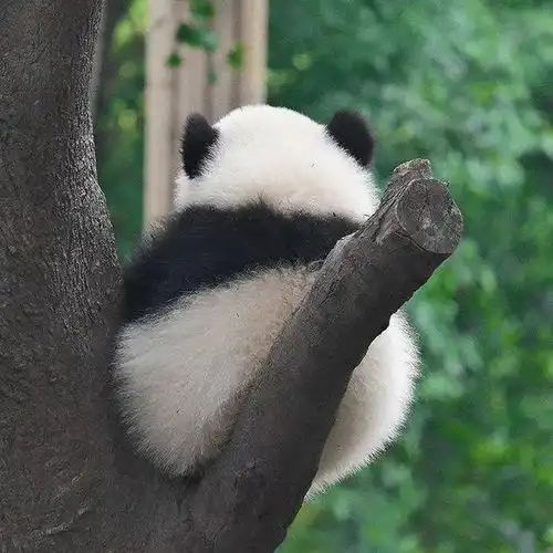 全新的微信头像,来了
