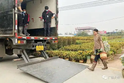 顺德过半数年桔已被订购云花市有机会免单
