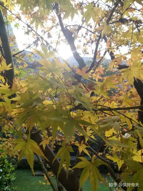 可以发一些花草树木的图片吗的图片