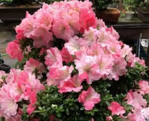 4种花养家里,福旺运旺财更旺,开花多又漂亮,轻松爆成花海