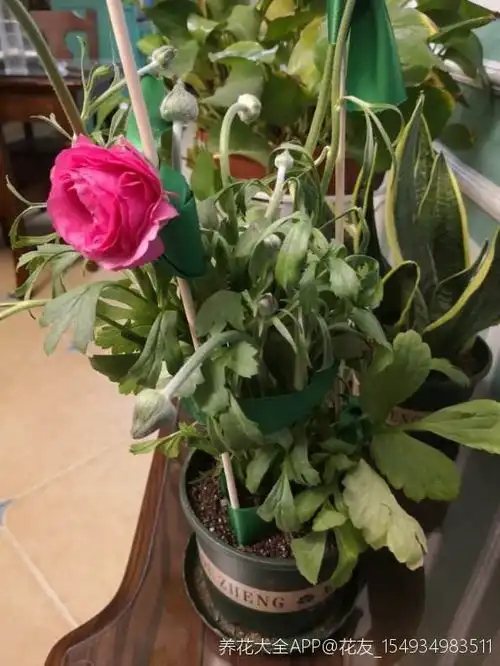 小爪子埋土里,做好这2点,开出富贵小牡丹