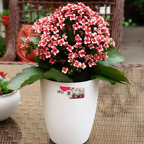 公认的八种旺财花,适合养在家里,不仅寓意好,还很养人