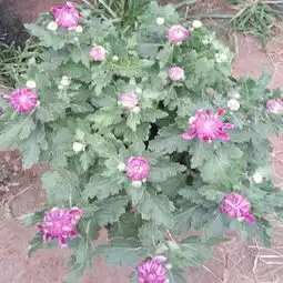 秋菊价格哪里有提供的秋菊