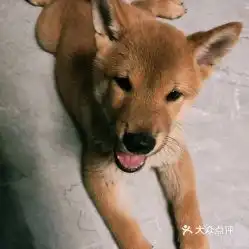 电话,地址,价格,营业时间北京宠物