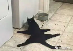 铲屎官的随拍求养猫达人解释它在干嘛