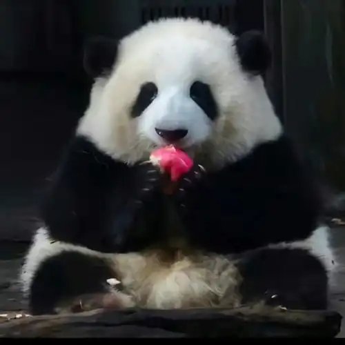 大熊猫萌兰8岁生日快乐和花和叶生日快乐